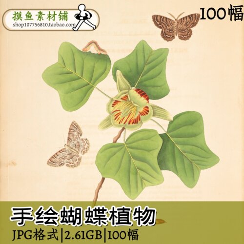 zc107手绘蝴蝶植物