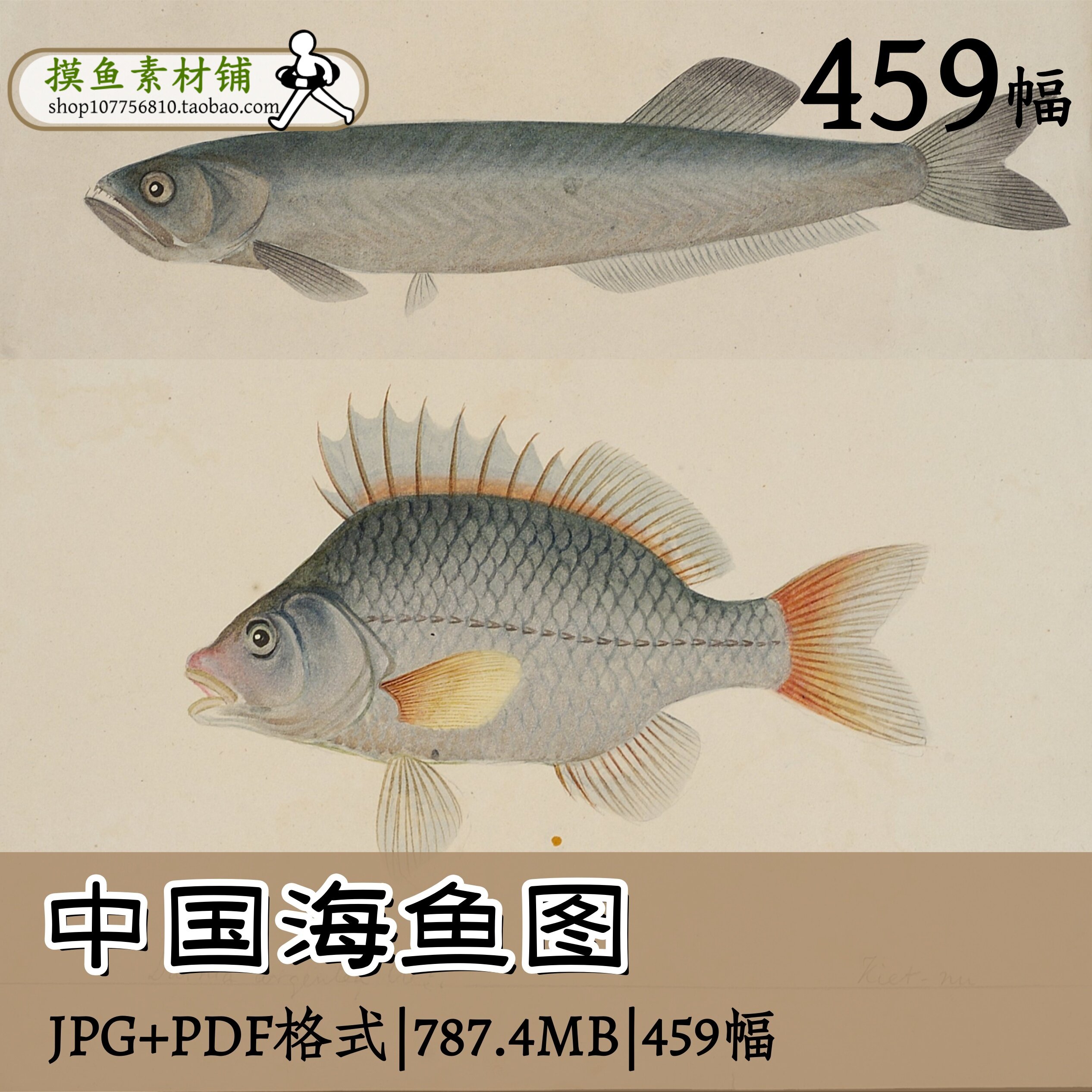 中国海鱼图/国画插画设计素材临摹参考图鱼虾螃蟹海鲎图zk101