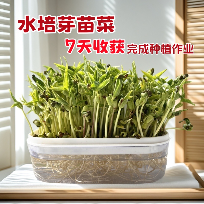 儿童无土栽培盆水培种植芽周期短