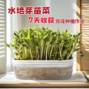 水培芽苗菜种植盆无土栽培豆芽育苗盘豌豆苗种子儿童水培观察盒
