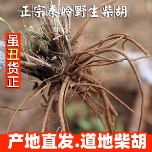 柴胡秦岭北柴胡野外生长北柴胡中药材道地正品250g食用