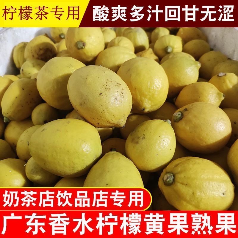 现摘广东无籽香水柠檬黄果新鲜奶茶店专用柠檬咖啡店无籽薄皮厚皮