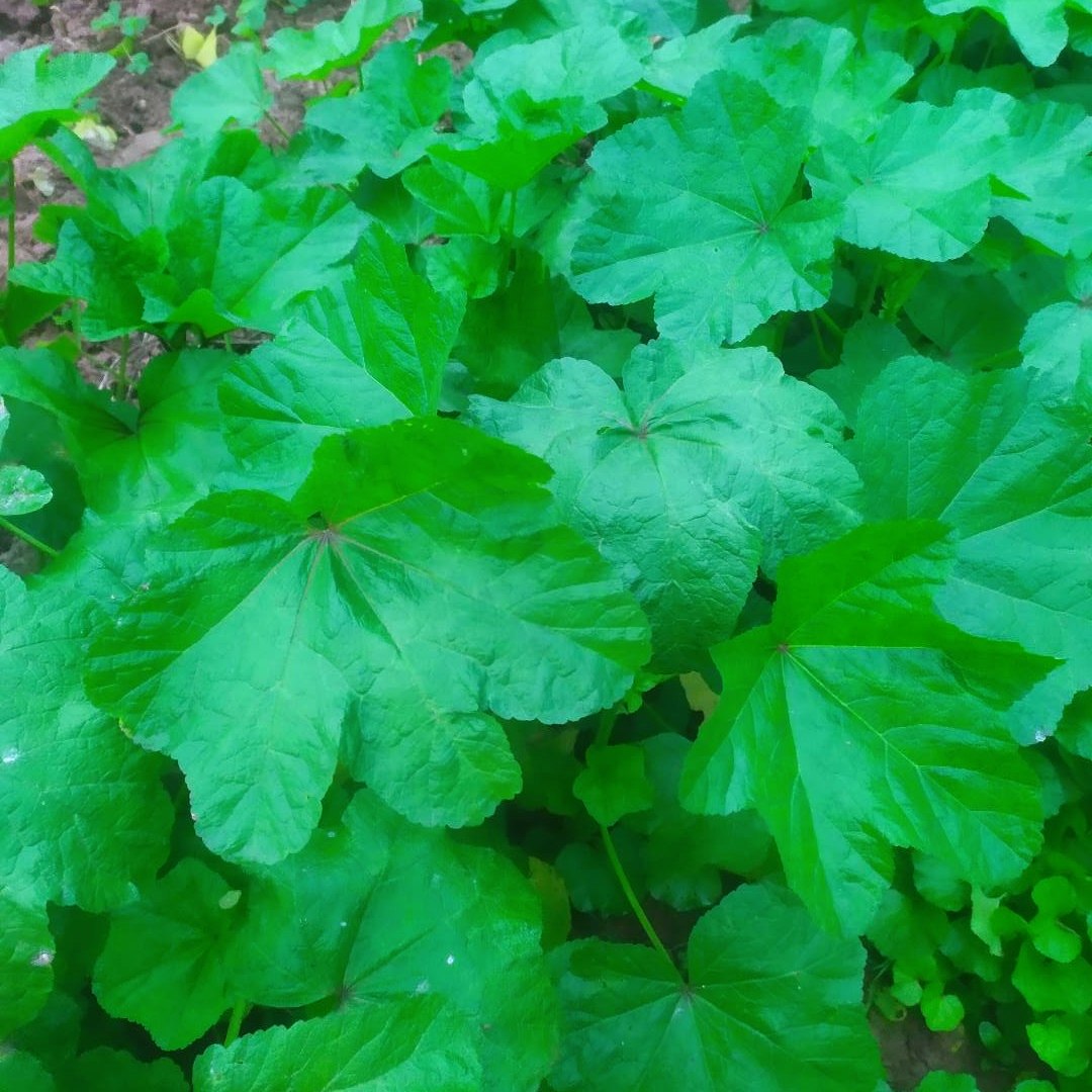 重庆冬寒菜冬汉菜马蹄菜3斤包邮现摘现发新鲜到家,水产肉类/新鲜蔬果/熟食,其它,淘宝优惠券,粉丝福利购,淘宝优惠卷