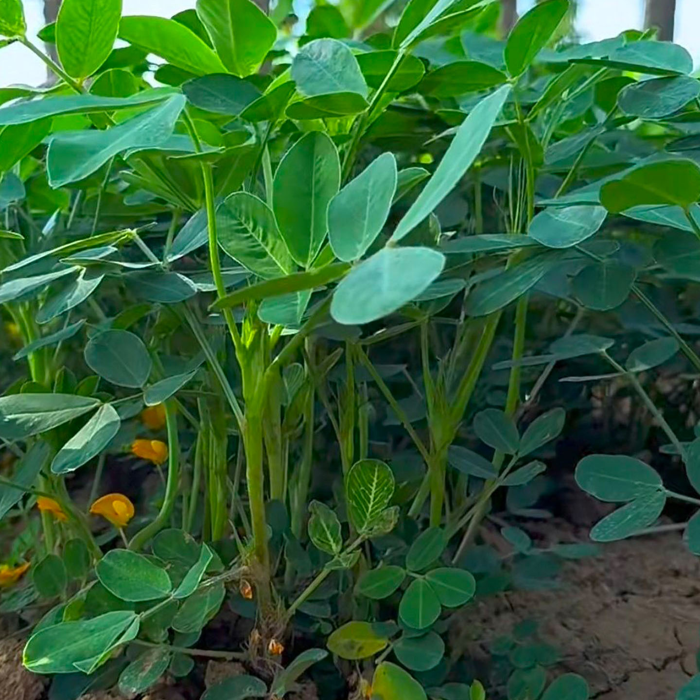 山东聊城头茬新鲜花生叶现挖现发图片