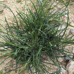 牛筋草新鲜带根带叶整颗当季时令野生中药材蟋蟀草全草500g装包邮