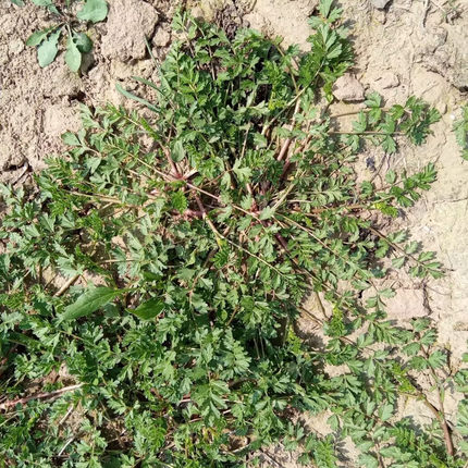 老鹳草新鲜现挖带根带叶带花整颗老鸹草农家药用中药材老鹳嘴包邮