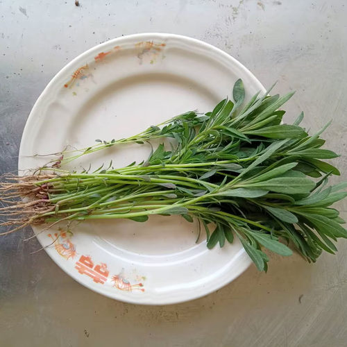 新鲜蔬菜野生现摘山东省儿时野菜