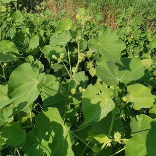 苘麻新鲜当季时令野菜现挖现发整颗带根带叶车轮草全草500g装包邮