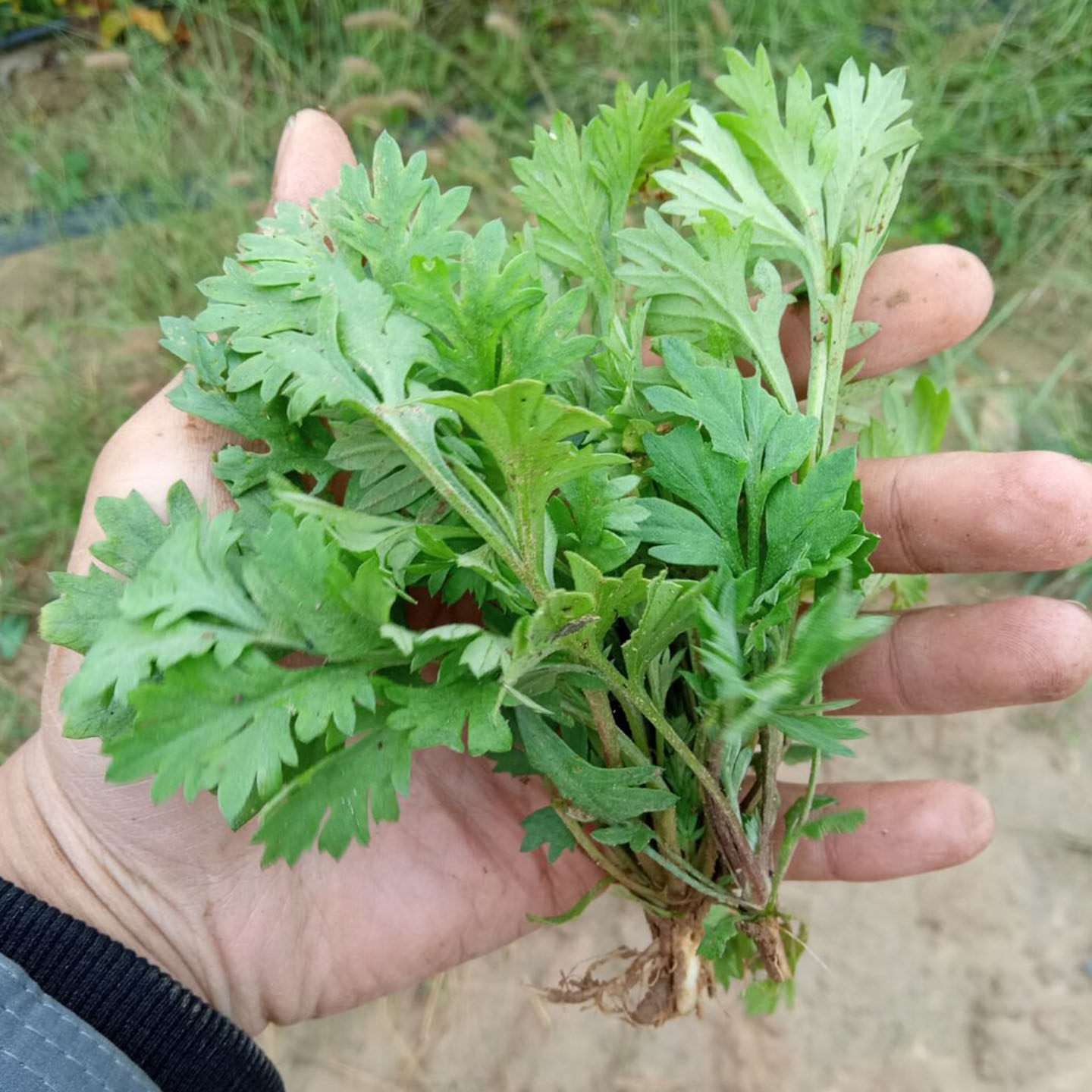 茵陈春季头茬当季带根带叶全草野菜现挖蔬菜现发农家白蒿500g包邮