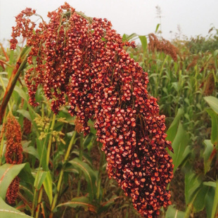 红缨子红糯矮杆高粱种子高产早熟抗旱高粱种籽孑酿酒种了五谷杂粮