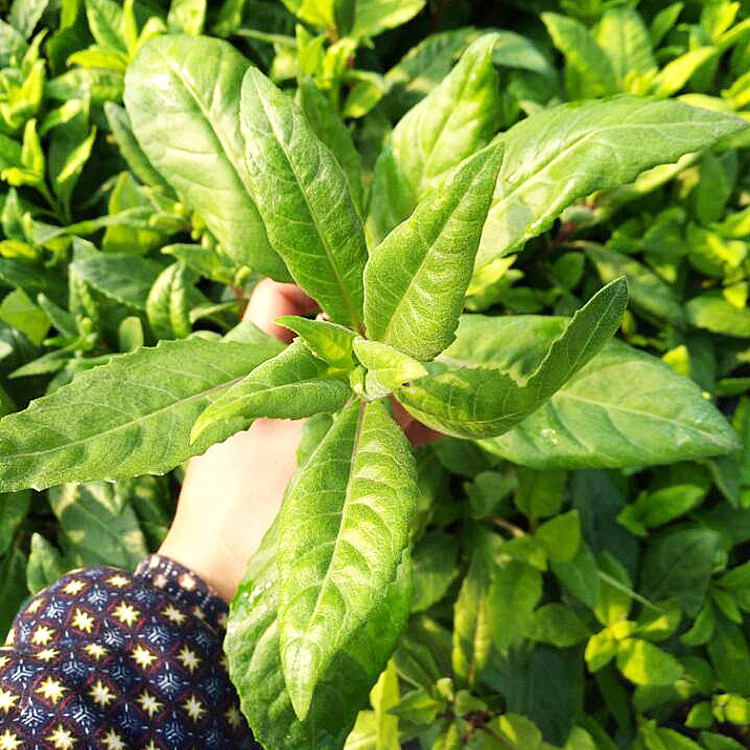 明月草苗 金鸡毛草泰国仙草 白背菜三七 香草苗 蔬菜种植阳台盆栽