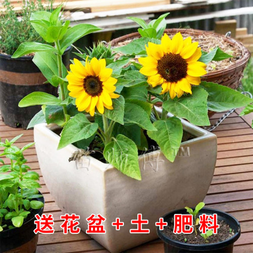 向日葵种子花种籽盆栽矮生花苗