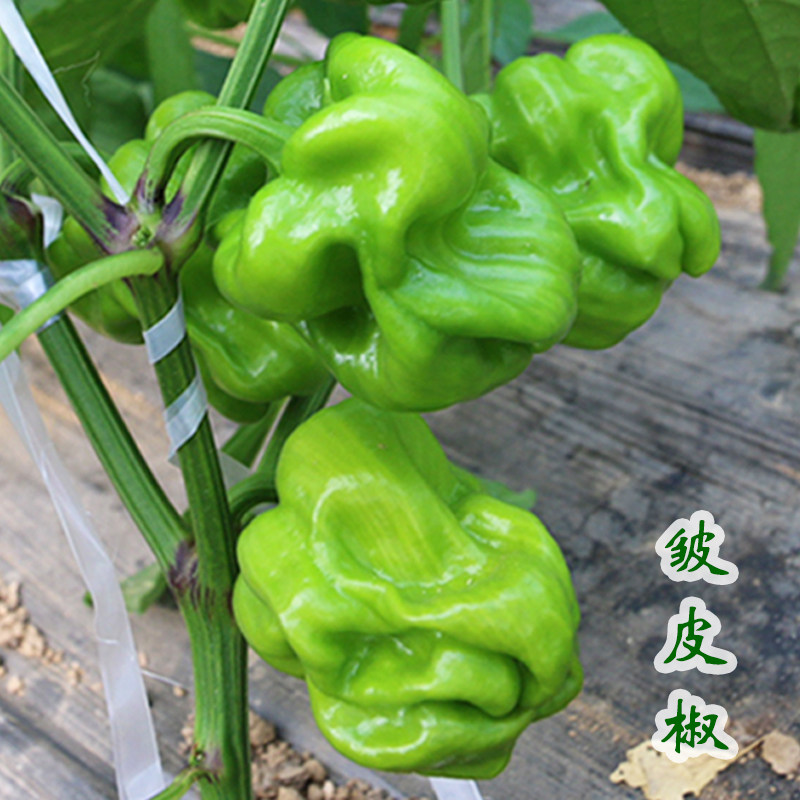 皱皮椒种子麻辣椒种籽薄皮虎皮辣椒布朗麻椒春季四季盆栽蔬菜种孑