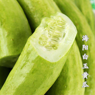 海阳白玉水果黄瓜种子奶油脆旱黄瓜种籽春秋季四季阳台盆栽蔬菜孑