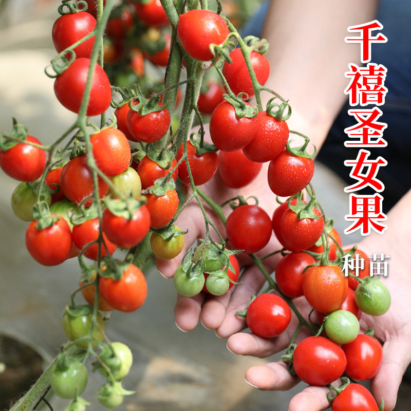 农友千禧圣女果种子西红柿秧苗樱桃小番茄种籽四季盆栽蔬菜果苗孑图片