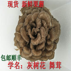 现摘 新鲜舞茸 灰树花迁西栗蘑 千佛菌栗树菇真菌菇3斤装包邮