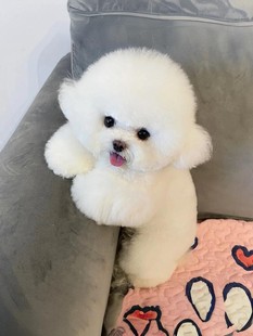 纯种比熊幼犬活体长不大可爱小型犬贵宾犬泰迪犬博美茶杯犬宠物狗