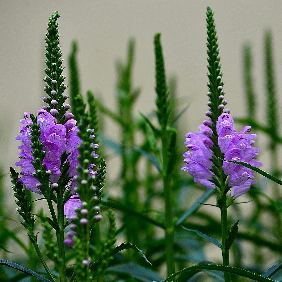假龙头花苗四季易种景观园林阳台花海庭院花苗耐寒耐旱宿根花卉苗