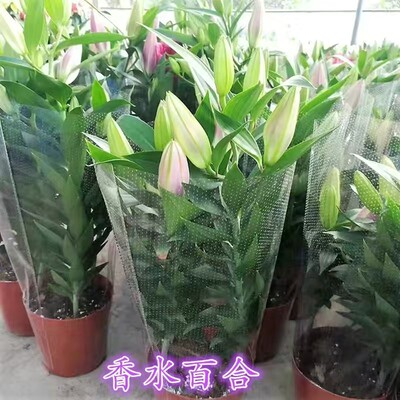 香水百合盆栽带花苞浓香鲜花易养