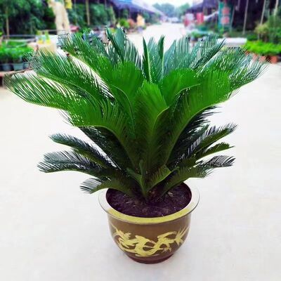 铁树大盆栽树苗四季常青盆栽室内外公母苏铁耐寒好养绿植小盆栽