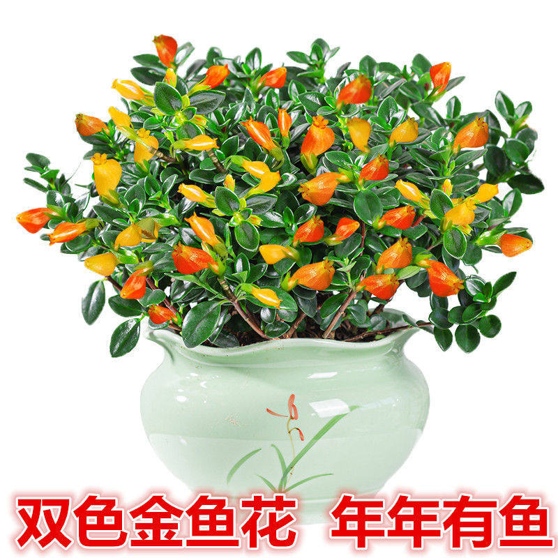 金鱼花吊兰盆栽多肉植物常年开花桌面绿植