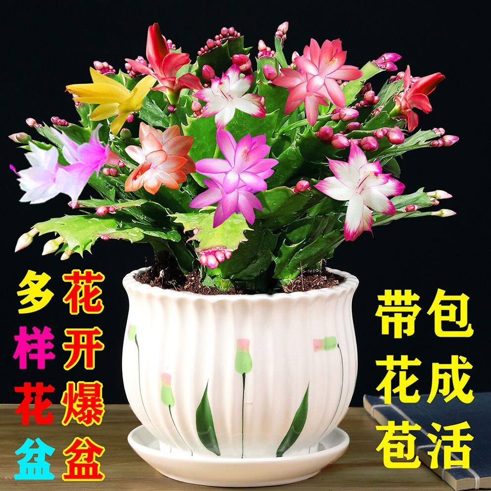 【精选】蟹爪兰多色带花苞新货大