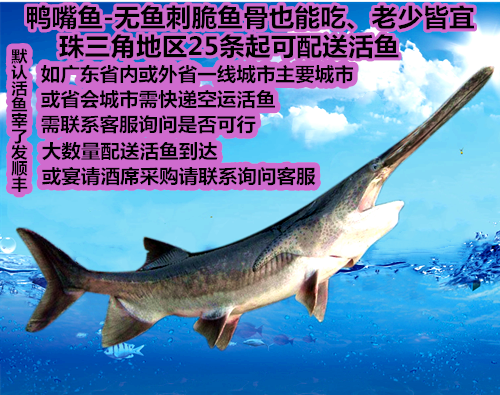 2斤左右1条活鱼现宰现宰火锅清蒸鸭嘴鲟鱼