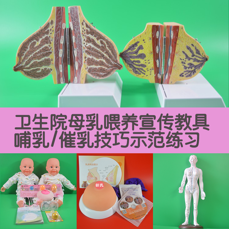 2019母乳喂养指导宣传教具 全硅胶实心乳房模型和仿真假宝宝模型