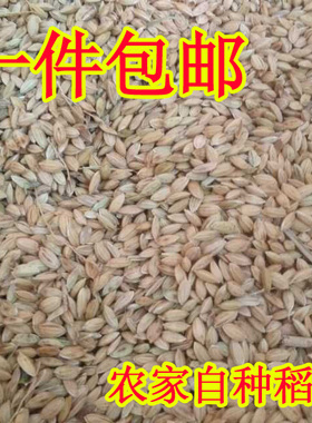 2024农家稻谷带壳水稻粮食喂鸡鸭鹅鸽子鸟宠物饲料50斤多省包邮
