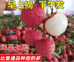 【顺丰】福建漳州黑叶荔枝当季新鲜荔枝蜜丁香水果超甜现摘现发