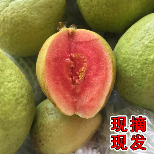 新鲜现摘发货坏果包赔红心芭乐