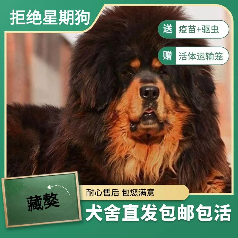 藏獒幼犬活体宠物狗活物真狗幼崽藏獒幼犬宠物活的物小老虎