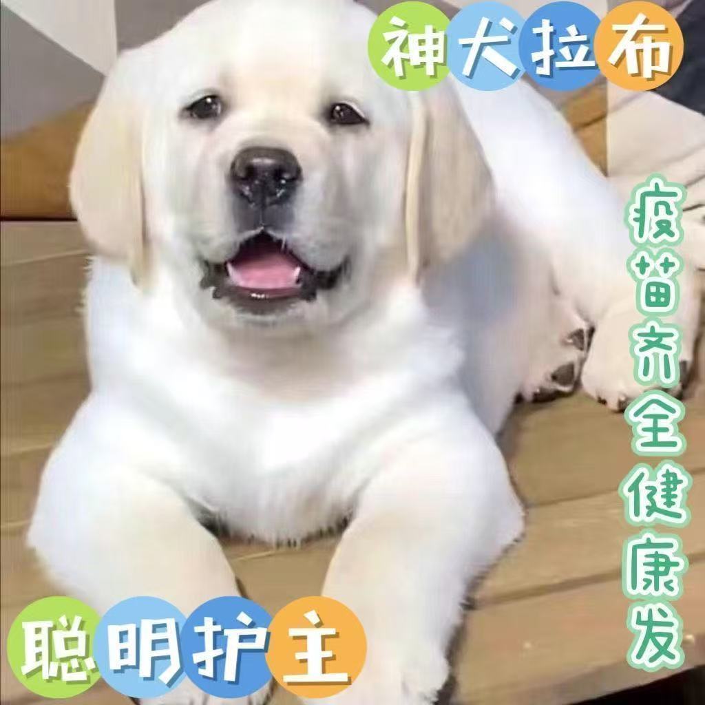 拉布拉多白色狗狗高智商幼犬导盲犬大型犬宠物狗黑色血统活物图片