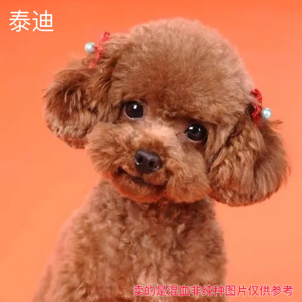 小型犬泰迪博美比熊德牧犬马犬金毛边牧家养幼犬小狗混血狗狗活体