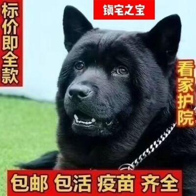 五黑犬幼犬狗狗黑狗虎头田园中华赶山广西狩猎猎犬看家护院