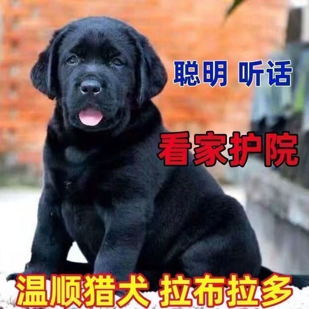 2咖色白色拉布拉多幼犬大头版拉布拉多幼崽奶白色黑色拉布拉多现图片