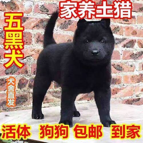 五黑犬幼犬正宗猎犬活物广西土猎犬中华田园犬看家护院纯黑现货