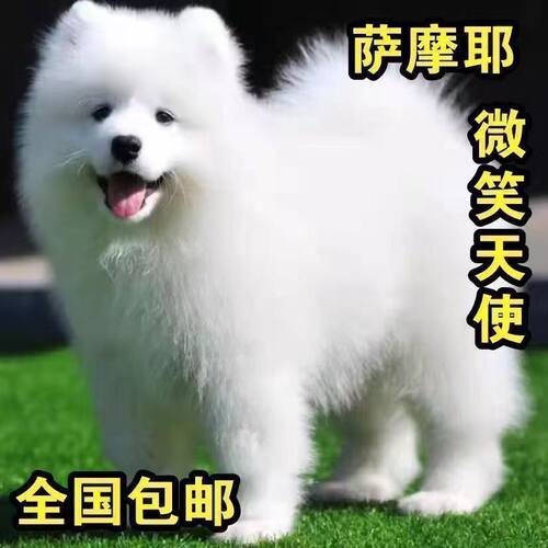 纯种萨摩耶幼犬熊版微笑天使萨摩耶雪橇犬活体宠物狗狗萨摩耶幼犬