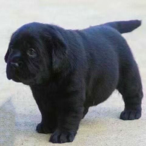 纯种小狗拉布拉多宠物狗血统幼犬黑色白色高智商活体导盲犬大型犬图片