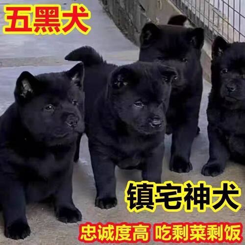 五黑犬幼犬正宗猎犬活物广西土猎犬中华田园犬看家护院纯黑现货