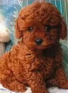 泰迪长不大红棕色可爱贵宾犬活物宠物活的灰泰迪幼犬棕色飞耳泰迪