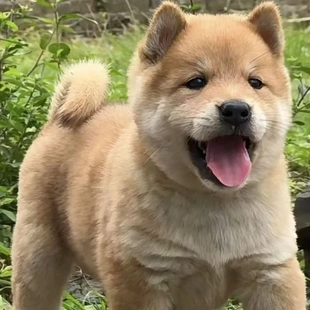 中华田园犬幼犬纯种土狗家养土猎犬活体看家护院大黄狗纯种黄金色