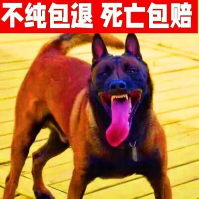 马犬幼犬纯种双血统爆红枣红色放牧犬警犬看护科马犬三个月马犬2