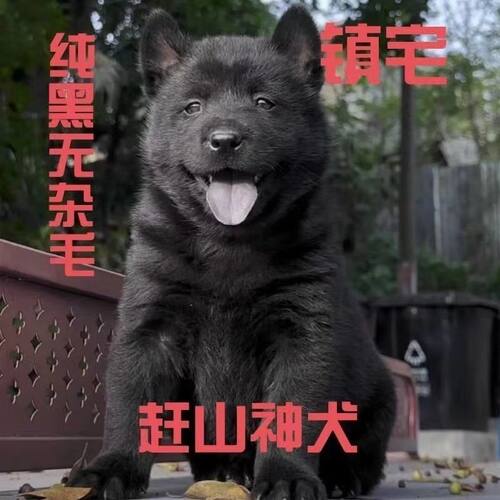 广西五黑犬幼犬狩猎赶山黑狗中华田园土狗看家护院正宗纯黑狗全黑
