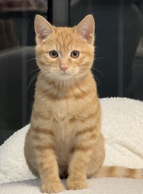 中华田园猫咪成年活体土猫青年捕鼠家养白猫橘猫花猫狸猫奶牛活物