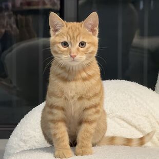 中华田园猫咪成年活体土猫青年捕鼠家养白猫橘猫花猫狸猫奶牛活物