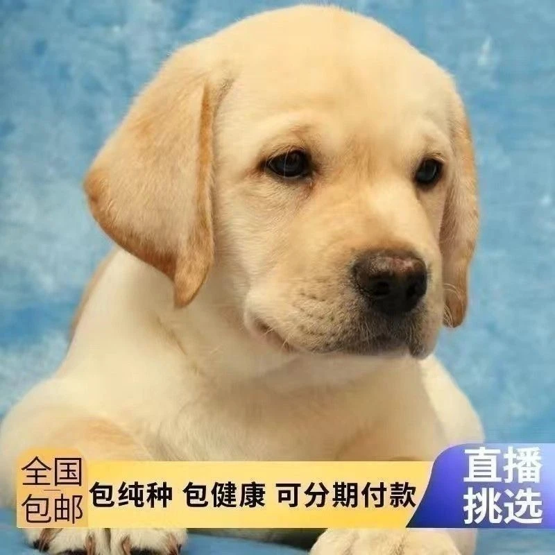 咖色白色拉布拉多幼犬大头版拉布拉多幼崽奶白色黑色拉布拉多现货图片