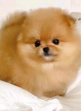 黄色博美小型茶杯幼犬长不大博美犬可爱黄色黄博美白色宠物袖珍狗