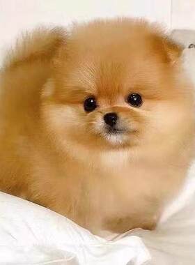 黄色博美小型茶杯幼犬长不大博美犬可爱黄色黄博美白色宠物袖珍狗