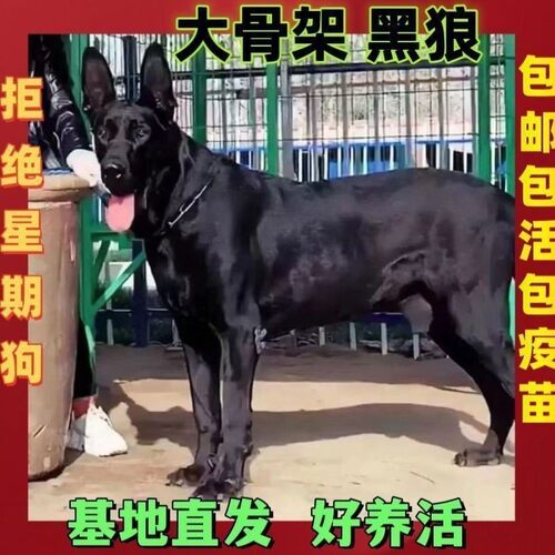 黑狼幼犬纯黑纯种中华护卫大型狼犬墨界狼狗护院黑色看家黑狗狗狗